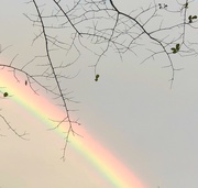14th Nov 2020 - This view of a spectacular rainbow was taken in my back yard.