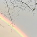 This view of a spectacular rainbow was taken in my back yard. by congaree
