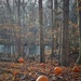 Re-Purposed Pumpkins by jo38