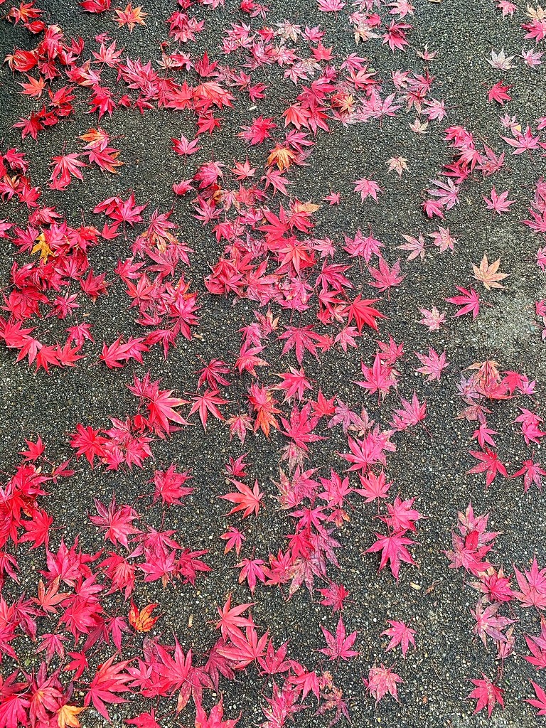 Pink leaves.  by cocobella