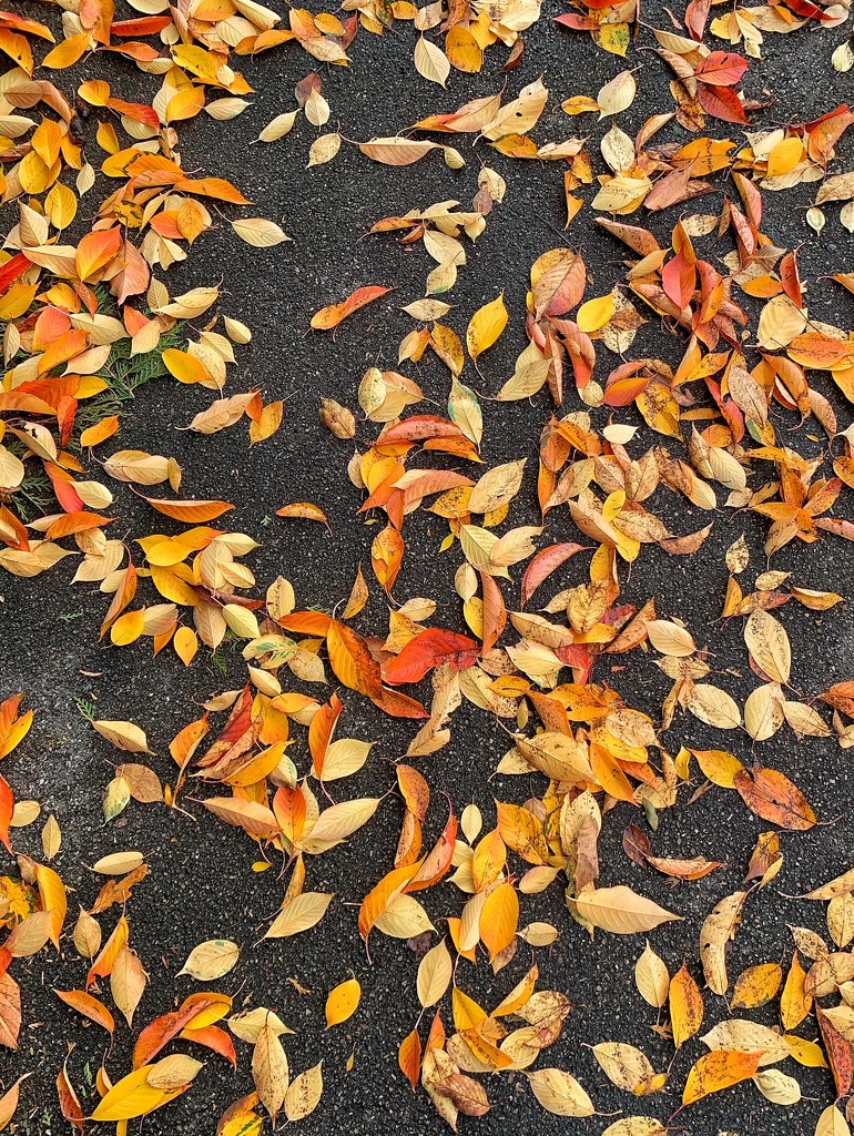 Orange and yellow leaves.  by cocobella