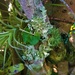   Beautiful Lichen ~      by happysnaps