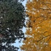 Seasons.  by cocobella