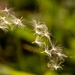 Seeds Suspended in Mid-air! by rickster549