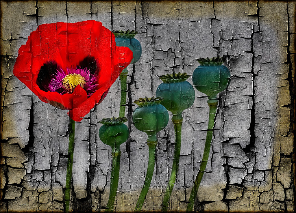 Poppy and textures by ludwigsdiana