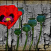 Poppy and textures by ludwigsdiana