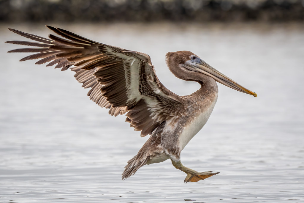 Incoming Brown Pelican by nicoleweg