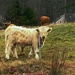 Highland cattle by joansmor