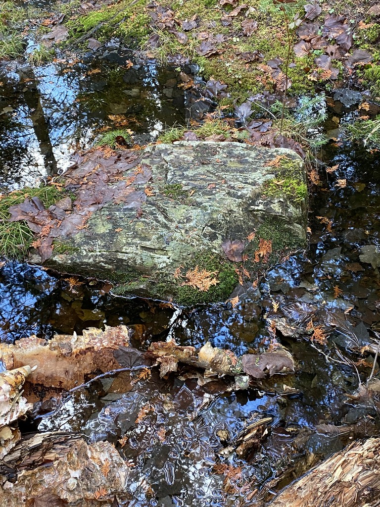 Moss Covered Rocks  by radiogirl