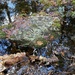 Moss Covered Rocks  by radiogirl