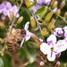 A Bee by salza