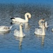 Swan Lake . by wendyfrost