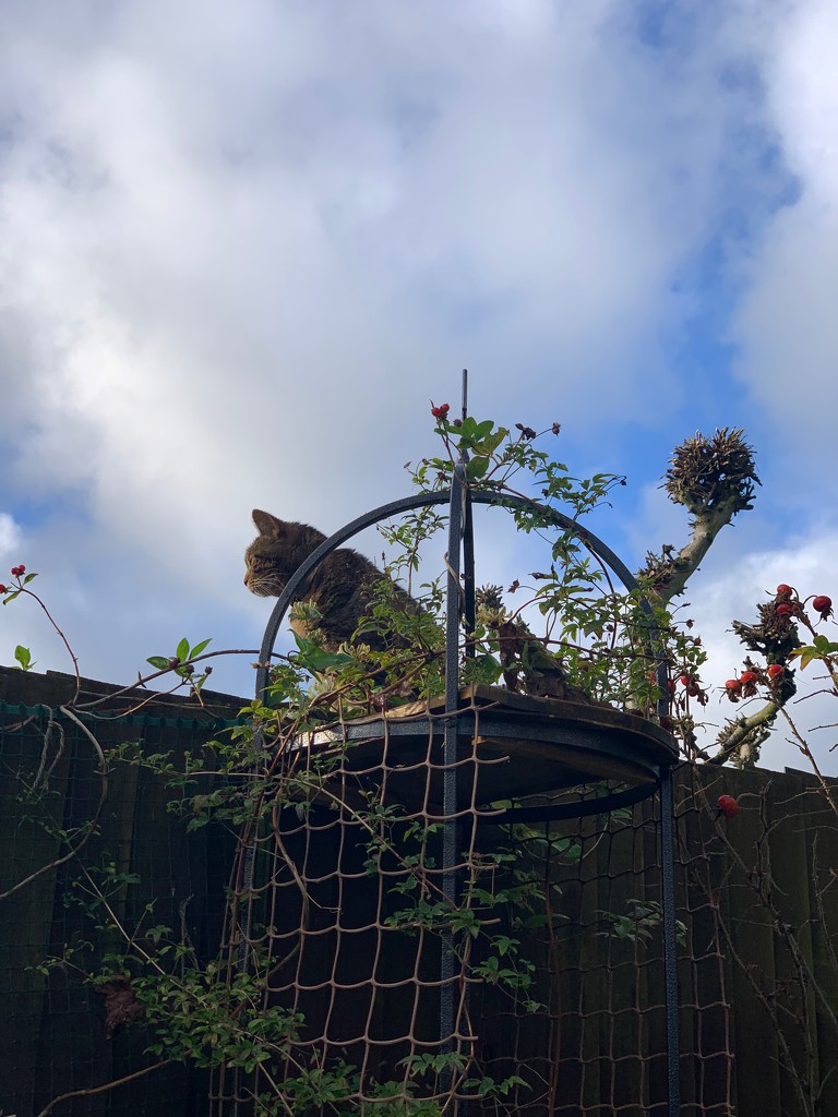 On the observation post by 365projectmaxine