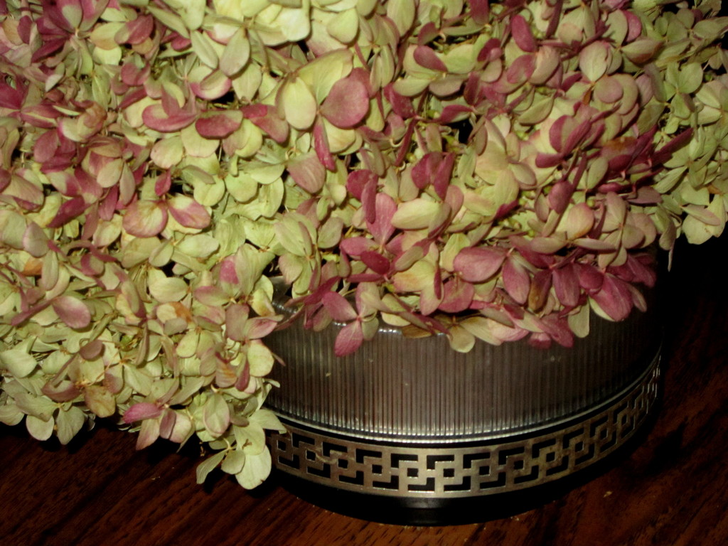 still life - pretty dried hydrangea blossoms by bruni