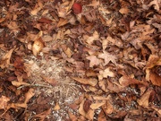 14th Nov 2020 - All the leaves are brown...