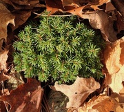 5th Nov 2019 - Picea abies 'Thumbelina' 