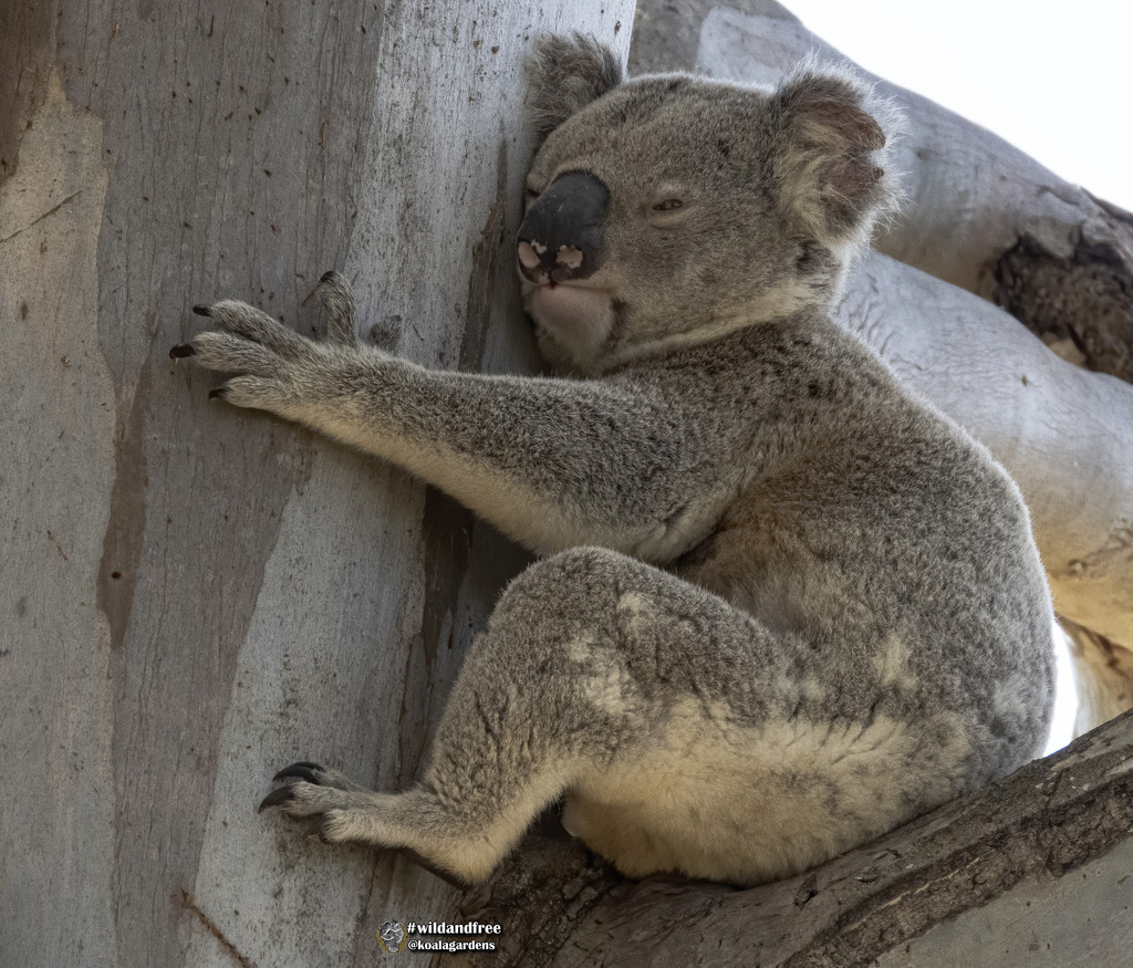 koalas are the original tree huggers by koalagardens