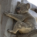koalas are the original tree huggers by koalagardens