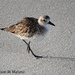 Juvenile Black Bellied Plover by falcon11