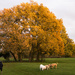 Golden (Retriever and tree) by shepherdman