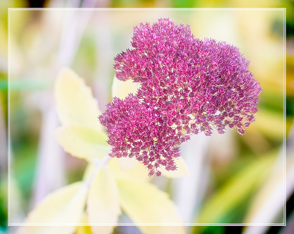 Autumn Joy Sedum by gardencat