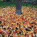 Blanket of Leaves by selkie