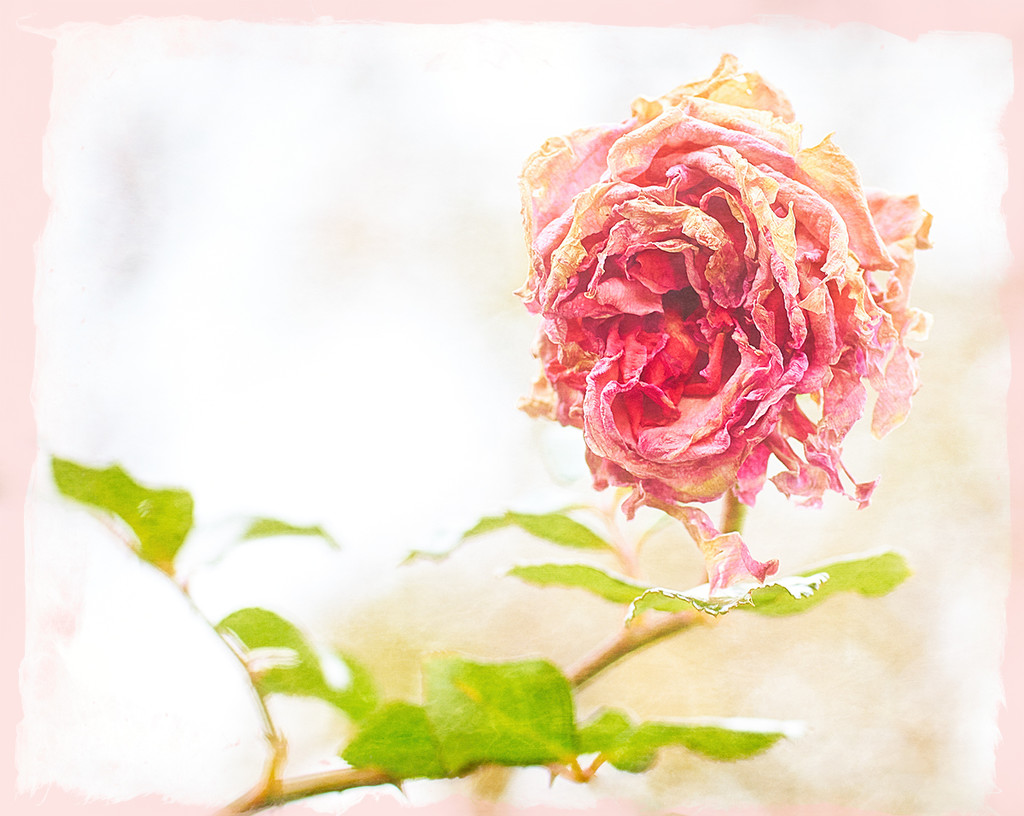 Aged Rose by gardencat