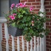 My geraniums just won't quit by tunia