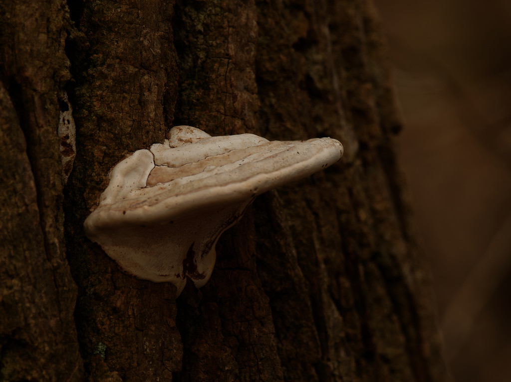 Bracket fungus by rminer