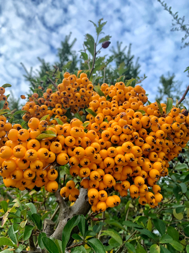 Orange berries.  by cocobella