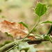 Oak Leaf by 4rky