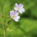 May 14: Perennial Geranium by daisymiller