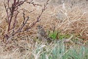 15th Nov 2020 - Bird Species #650 - Lapland Longspur