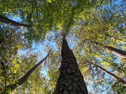 16th Nov 2020 - Under a tall pine...