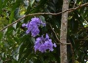 16th Nov 2020 - Jacaranda Flower ~   
