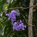 Jacaranda Flower ~    by happysnaps