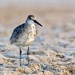 Beach Willet by photographycrazy