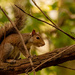 Mr Squirrel Was Barking Up a Storm! by rickster549