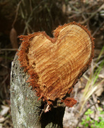 16th Nov 2020 - Heart of the Tree