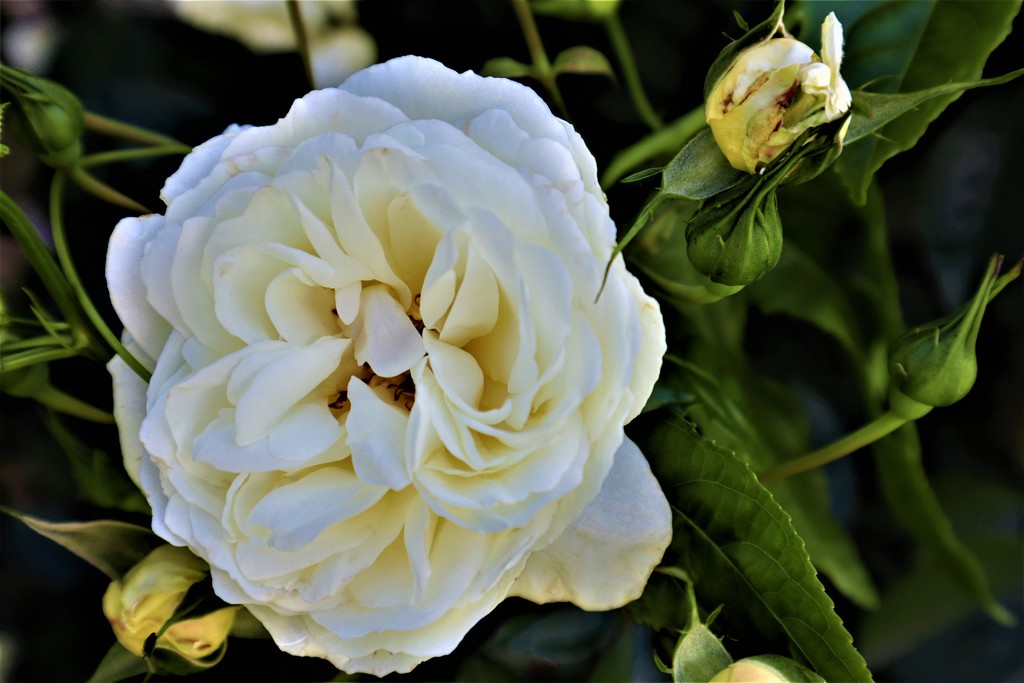 Rose white by sandradavies