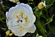 15th Nov 2020 - Rose white