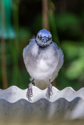 5th Sep 2020 - Face to Face with a Blue Jay