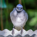 Face to Face with a Blue Jay by jyokota