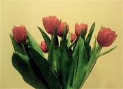 15th Feb 2010 - Tulips
