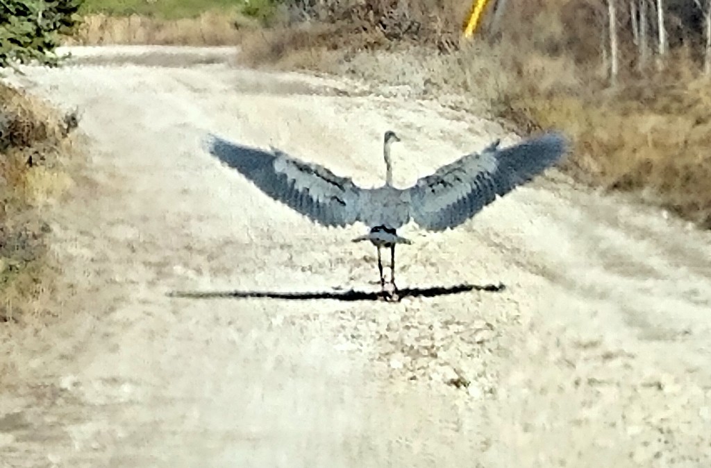 Grey heron ready to take flight by bruni