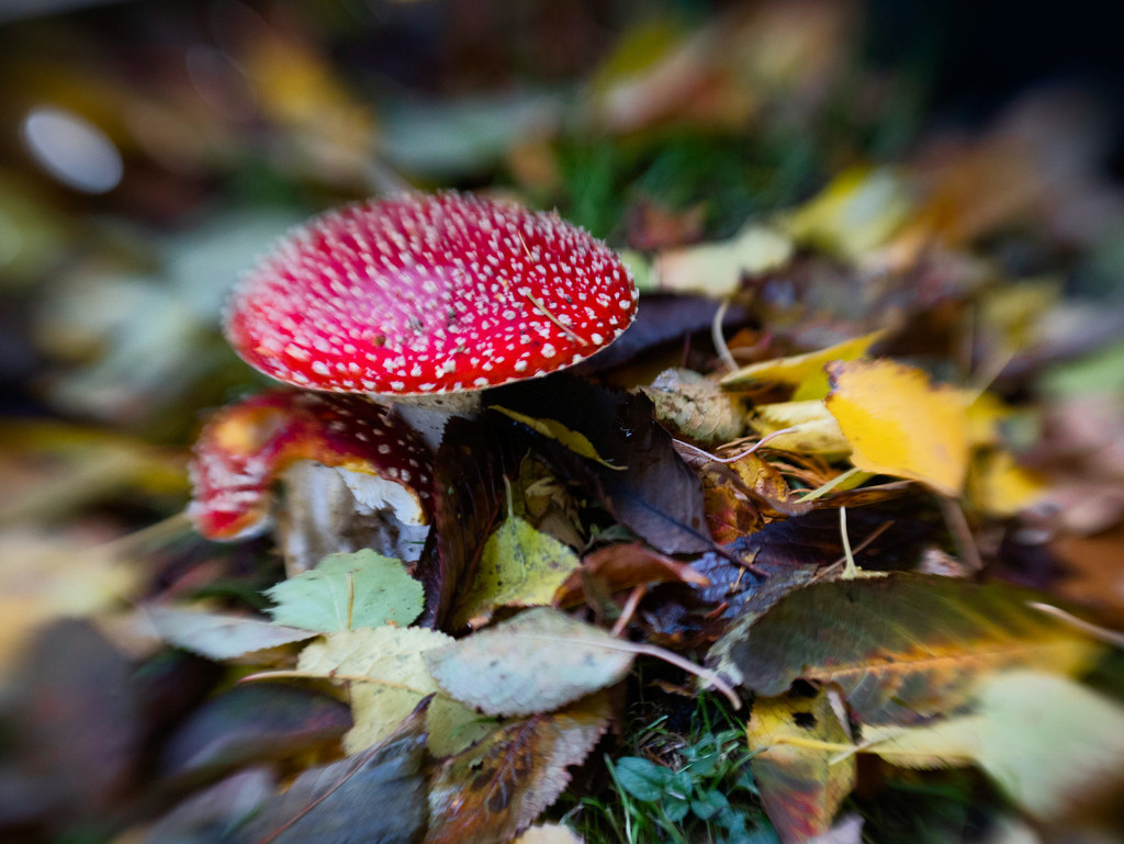 Amanita Muscaria  by cdcook48