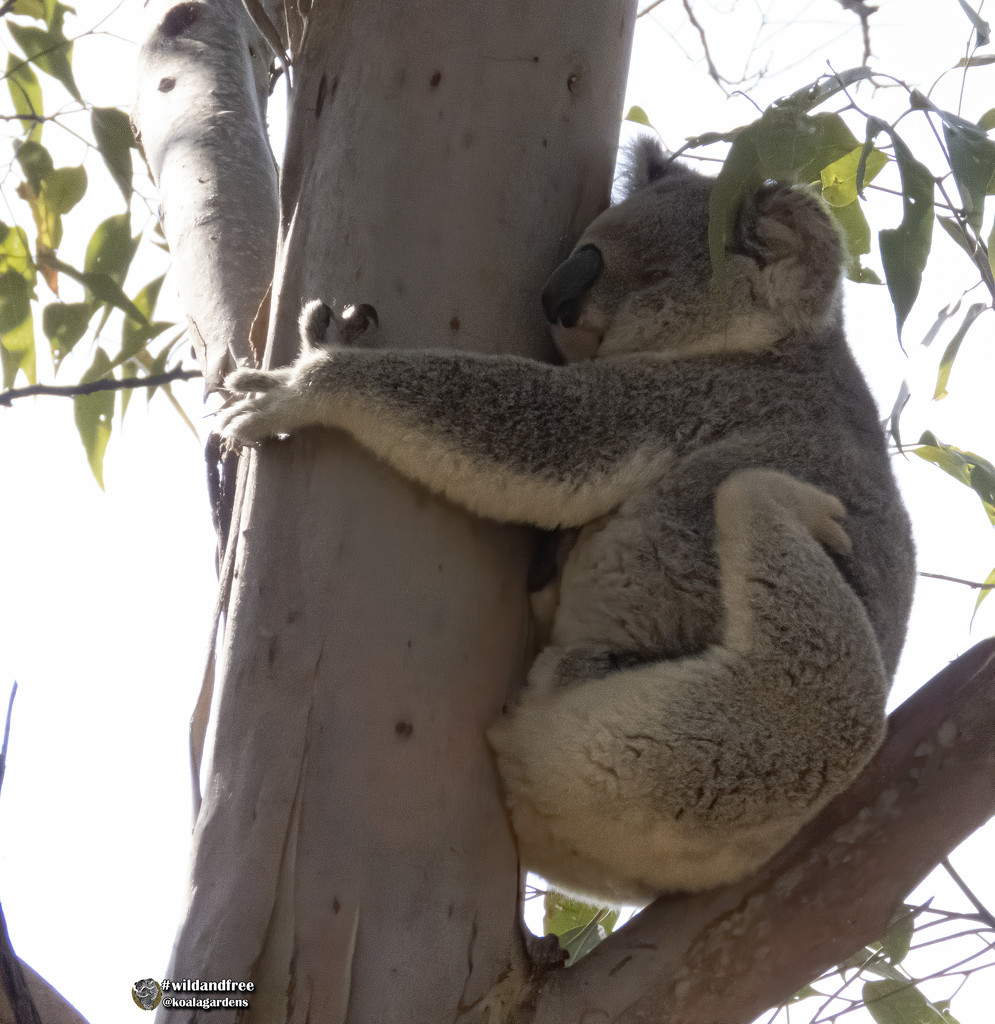 Maggies secret by koalagardens