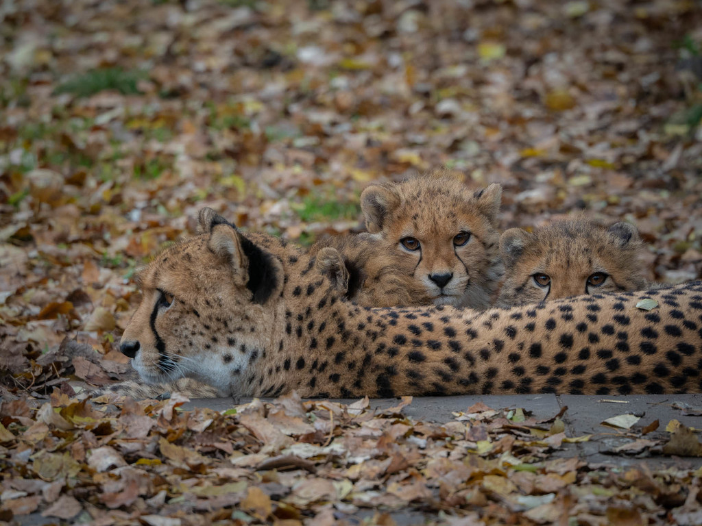 Cheetah family by haskar