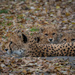 Cheetah family by haskar