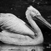 Pelican by yolanda